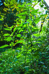 Obraz premium Autumn in a european broadleaf forest