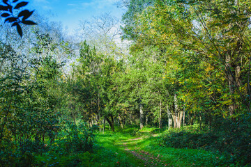 Autumn in a european broadleaf forest