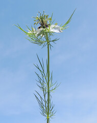 Love-in-a-Mist (Nigella damascena) 