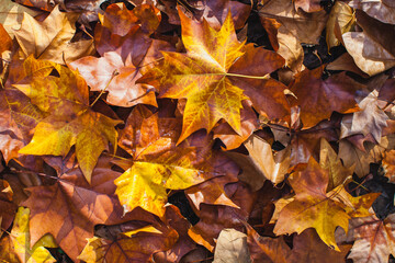 fading leaves on the bottom