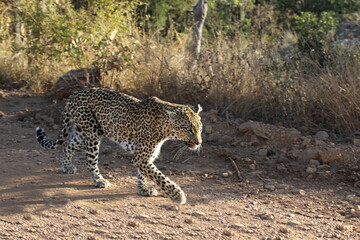 Leopard / Leopard / Panthera pardus.