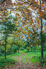 Fototapeta na wymiar Autumn in an european broadleaf forest
