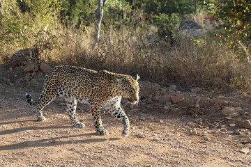 Leopard / Leopard / Panthera pardus.