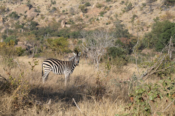 Obraz premium Steppenzebra / Burchell's zebra / Equus burchellii