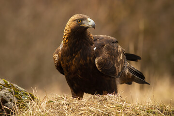 Majestic golden eagle, aquila chrysaetos, sitting on the meadow. Concentrated bird of prey on the sunlight. Alert raptor resting on open field during golden hour. Adult animal looking to the left.