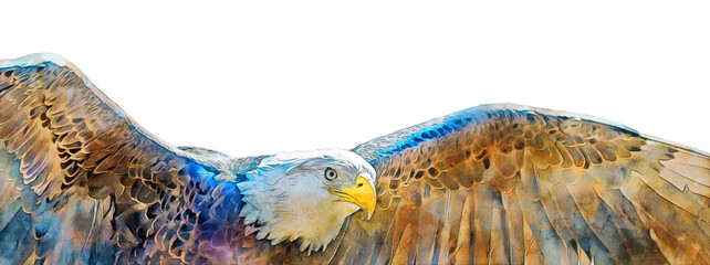 Digital watercolor illustration of a bald eagle in flight 