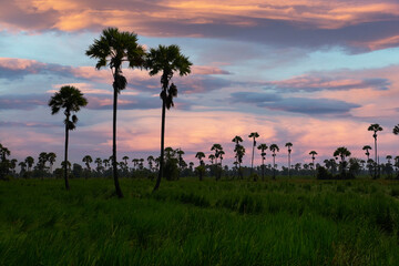 Side palm trees in black silhouette