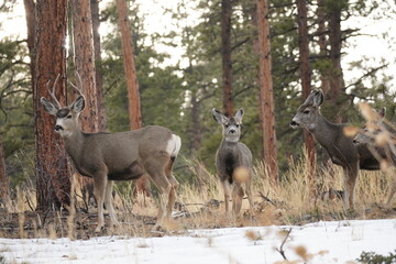 Mule Deer Bailey Colorado