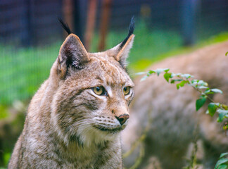 Close up of an European lynx.