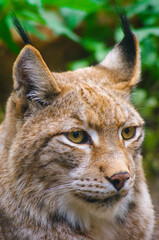 Close up of an European lynx.