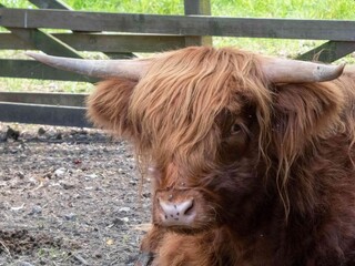 portrait of a beautiful highland cow