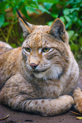 Close up of an European lynx.