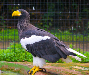 Magnificent sea eagle posing in a zoo.