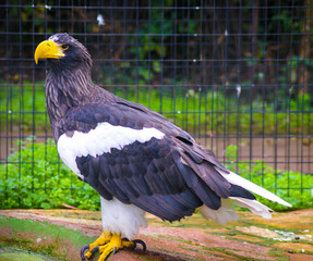 Magnificent sea eagle posing in a zoo.