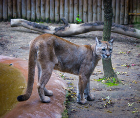 Tranquil cougar standing and looking.