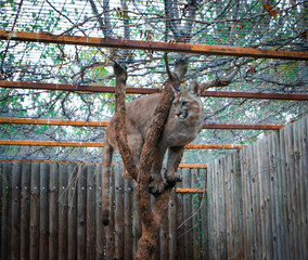Cougar up in a tree