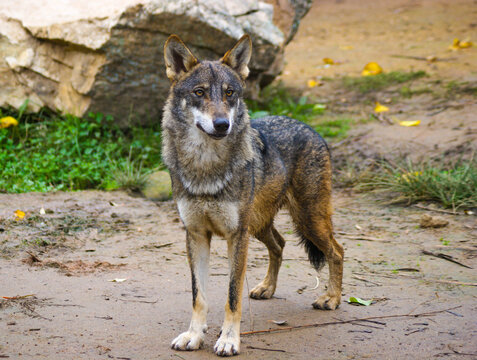 European wolf standing and looking.