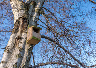 Home made bird box in large tree