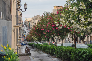 A lot of blossoming trees on the street of Catania, Italy