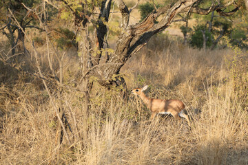 Afrikanischer Steinbock / Steenbok / Raphicerus campestris