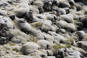 moss covers rocks on iceland