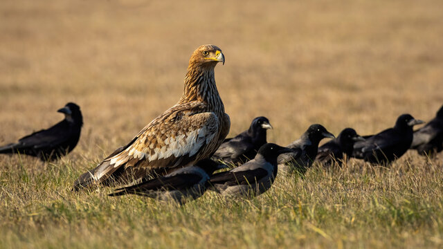 Eastern imperial eagle, aquila heliaca, with crow flock looking on field. Feathered predator with others birds sitting on dry meadow in autumn. Brown winged animal observing on the ground.