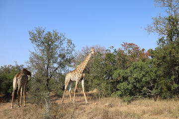 Giraffe / Giraffe / Giraffa Camelopardalis