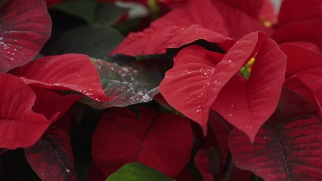 Snow falling on a vibrant, red Christmas poinsettia plant.