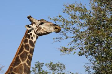 Obraz premium Giraffe / Giraffe / Giraffa Camelopardalis