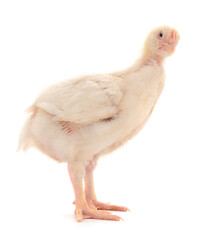 Chicken or young broiler chickens.