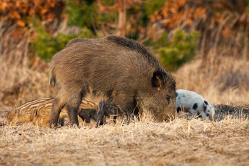 Wild boar, sus scrofa, mother with piglets feeding on field in spring. Brown hairy swines family sniffing in dry grass. Peaceful nature scenery with striped little cubs eating on meadow.