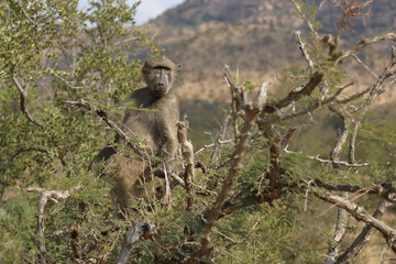 Bärenpavian / Chacma Baboon / Papio ursinus..