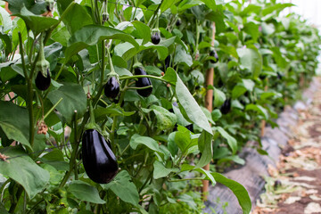 plantation of aubergines in the field, indoor organic garden