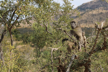 Bärenpavian / Chacma Baboon / Papio ursinus..