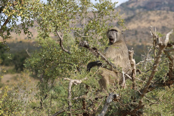 Obraz premium Bärenpavian / Chacma Baboon / Papio ursinus..