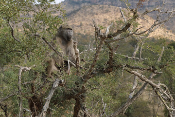 Bärenpavian / Chacma Baboon / Papio ursinus..