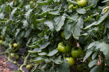 green tomato plantation in the field, indoor organic garden