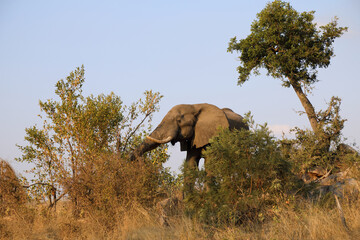 Afrikanischer Elefant / African elephant / Loxodonta africana