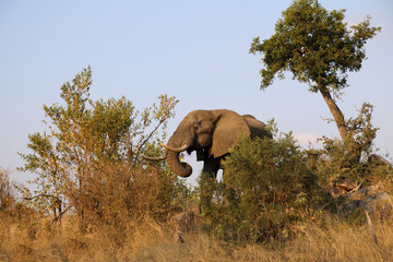 Afrikanischer Elefant / African elephant / Loxodonta africana