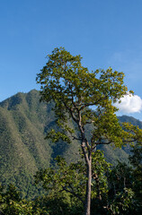 High lonely tree near the cliff of the high mountain range.