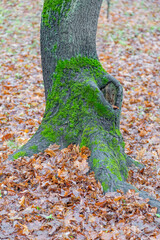 Unusual root of a deciduous perennial tree and dry fallen autumn leaves