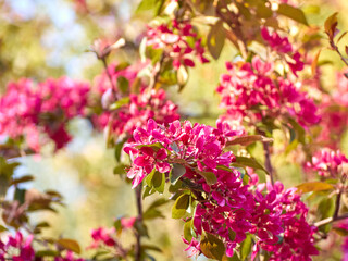 Blooming apple flowers in the park.