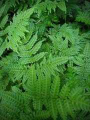 fern leaves
