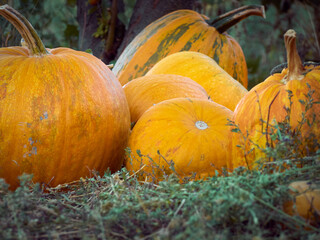 Orange autumn pumpkins on the farm.