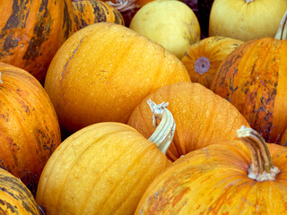 Orange autumn pumpkins on the farm.