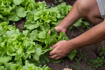 Naklejka na ściany i meble man hands harvesting lettuce from organic garden, ready to eat, cutting lettuce with knife, holding lettuce with his hands