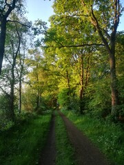 path in the forest fhuy1