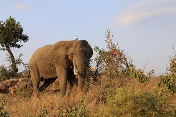 Obraz premium Afrikanischer Elefant / African elephant / Loxodonta africana