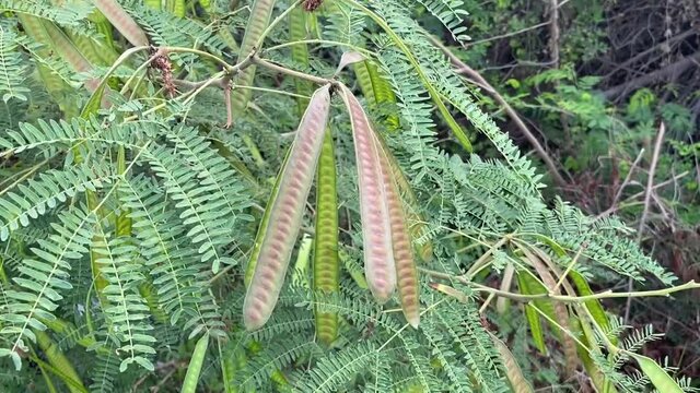 fresh green leucaena glauca seeds in nature garden