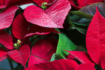 PLANTA DE NAVIDAD CON GOTAS DE AGUA EN LAS HOJAS